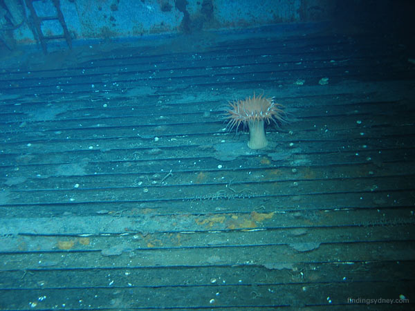 A deep sea anemone attached to the main deck of the HMAS Sydney wreck.