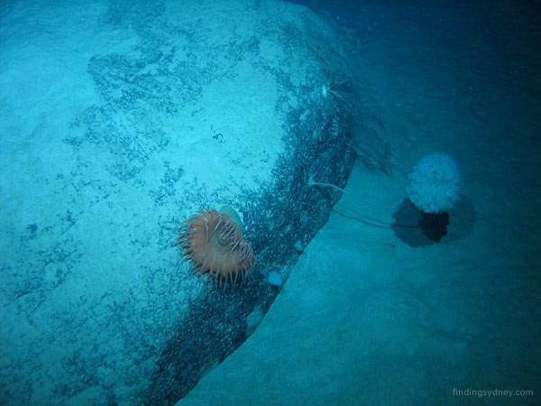 A large angular basaltic rock on the seabed hosting a deep-sea anemone, a stalked sponge, and a sea fan.