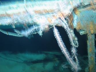Close-up of marine life clinging to a boat cradle