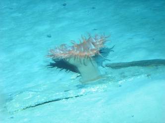 Marine life on piece of wreckage on seabed in vicinity of fore end