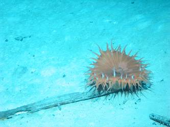 Marine life on piece of wreckage on seabed in vicinity of fore end