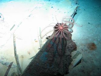 Marine life on piece of wreckage on seabed in vicinity of fore end