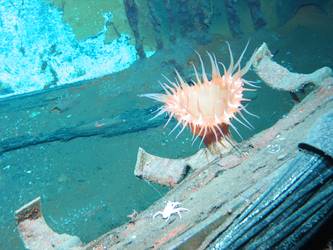 Marine life growing on edge of Sydney main deck aft