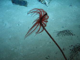 Anemone