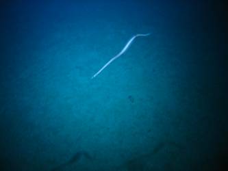Marine life - eel