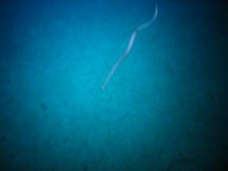 Marine life - eel