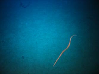 Marine life - eel