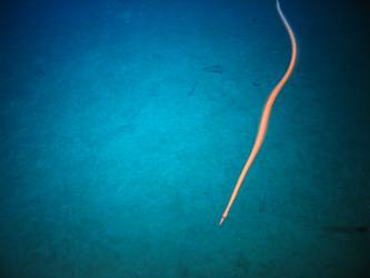 Marine life - eel
