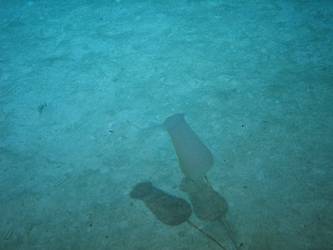 Sea tulip on seabed