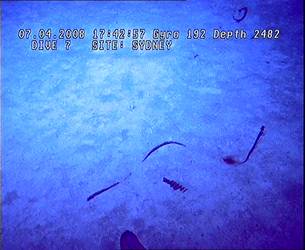 HMAS Sydney (II) Debris Field - ROV Dive 07 - 7 April 2008 - 17:42